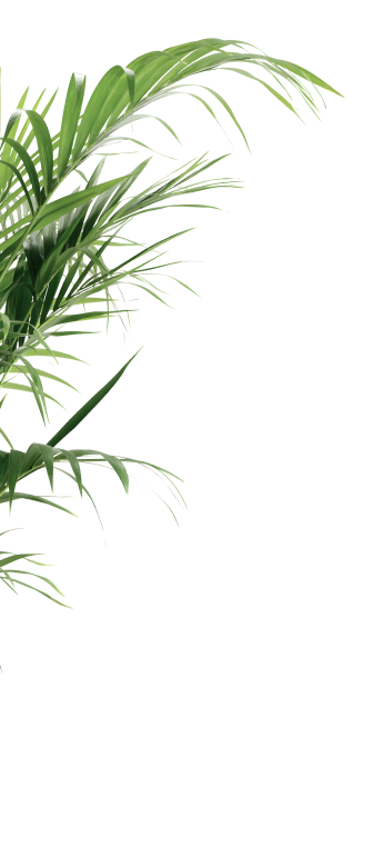 Decorative image